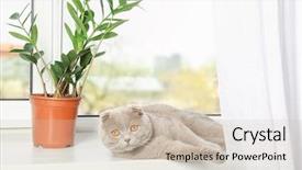  Presentation with fold - Audience pleasing PPT theme consisting of carnivorous plants - scottish fold cat lying backdrop and a soft green colored foreground