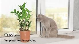  Presentation with fold - Cool new theme with carnivorous plants - scottish fold cat sitting backdrop and a coral colored foreground