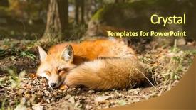  Presentation with fox - Amazing slides having carnivorous plants - sleeping fox backdrop and a tawny brown colored foreground