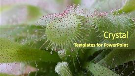  Presentation with insect - Cool new presentation design with carnivorous plants - sundew drosera with catched insect backdrop and a tawny brown colored foreground