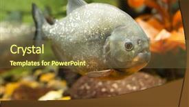  Presentation with environment - Colorful slide deck enhanced with carnivorous plants - tropical piranha fish in natural backdrop and a tawny brown colored foreground