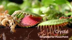 Presentation with venus - Audience pleasing presentation consisting of carnivorous plants - venus fly trap backdrop and a tawny brown colored foreground