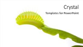  Presentation with venus - Slide set featuring carnivorous plants - venus flytrap plant isolated background and a white colored foreground
