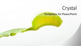  Presentation with venus - Amazing PPT theme having carnivorous plants - venus flytrap plant isolated backdrop and a white colored foreground