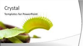  Presentation with venus - Slide deck with carnivorous plants - venus flytrap plant isolated background and a white colored foreground