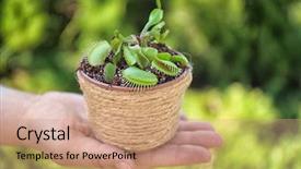  Presentation with blurred plants - Theme having carnivorous plants - woman holding pot with dionaea background and a coral colored foreground