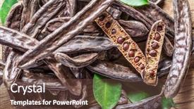  Presentation with carob - PPT theme featuring carob pods and carob beans background and a  colored foreground