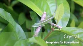  Presentation with eat - Slides with carolina anole lizard aka anolis carolinensis beautiful green alonlis chameleon looks for bugs to eat on his favorite plant background and a seafoam green colored foreground
