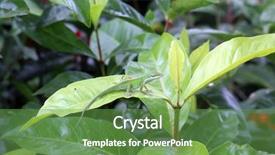  Presentation with beautiful green - Slides featuring carolina anole lizard aka anolis background and a tawny brown colored foreground