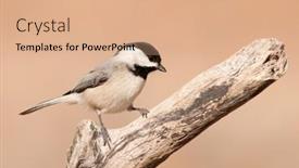  Presentation with dry - Slide set featuring carolina-chickadee-on-a-dry background and a coral colored foreground