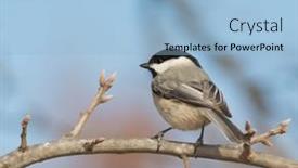 Presentation with oak - Presentation having carolina-chickadee-perched background and a light blue colored foreground