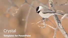  Presentation with olive tree branch ripe - Theme having carolina-chickadee-sitting background and a coral colored foreground