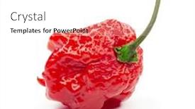  Presentation with chile - PPT theme featuring carolina-reaper-the-hottest-chile background and a white colored foreground