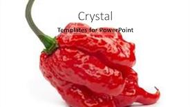  Presentation with capsicum - PPT theme with carolina-reaper-the-hottest-chile background and a white colored foreground