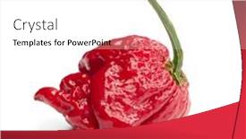  Presentation with capsicum - Beautiful PPT layouts featuring carolina-reaper-the-hottest-chile backdrop and a white colored foreground