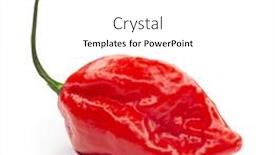  Presentation with capsicum - Colorful PPT layouts enhanced with carolina-reaper-the-hottest-chile backdrop and a white colored foreground