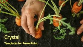  Presentation with carrots - Slide deck consisting of carotene - hands with fresh organic carrots background and a  colored foreground