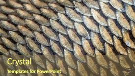  Presentation with fish scales - Audience pleasing slides consisting of carp fish scales grunge texture backdrop and a tawny brown colored foreground