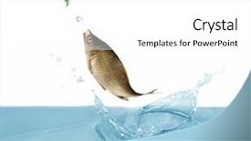  Presentation with water fuelled car - Presentation theme enhanced with carp is jumping above cyan background and a white colored foreground