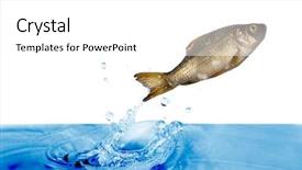  Presentation with under water - Audience pleasing theme consisting of carp is jumping under blue backdrop and a white colored foreground