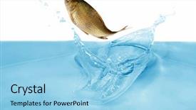  Presentation with under water - Amazing presentation theme having carp is jumping under blue backdrop and a light blue colored foreground