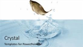  Presentation with under water - Beautiful presentation featuring carp is jumping under cyan backdrop and a light blue colored foreground