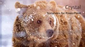  Presentation with brown bear - Cool new slide set with carpathian brown bear in snowy forest backdrop and a coral colored foreground