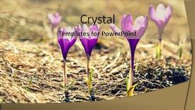  Presentation with purple spring - PPT layouts enhanced with carpathian ukraine europe beauty world background and a coral colored foreground