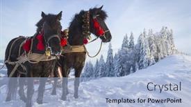  Presentation with horses - 