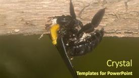 Presentation with bumblebee - Audience pleasing presentation theme consisting of carpenter-bee-boring-hole backdrop and a tawny brown colored foreground