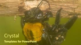  Presentation with bee - Amazing PPT layouts having carpenter-bee-boring-hole backdrop and a tawny brown colored foreground