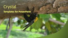  Presentation with bumblebee - Cool new slide set with carpenter-bee-boring-hole backdrop and a tawny brown colored foreground