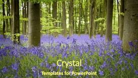  Presentation with mangrove woodland - Slide deck featuring carpet of bluebells in woodland background and a tawny brown colored foreground