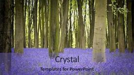  Presentation with woods - Slide set consisting of carpet of bluebells background and a violet colored foreground