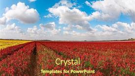  Presentation with red blue yellow - Presentation theme having carpet-of-magnificent-red background and a tawny brown colored foreground