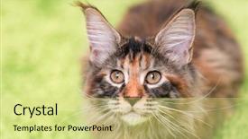  Presentation with beautiful green - PPT theme consisting of carpet portrait of domestic main background and a yellow colored foreground