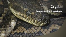  Presentation with python - Presentation theme enhanced with carpet python close-up background and a dark gray colored foreground