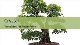  Presentation with bonsai - Beautiful slide deck featuring carpinus turczaninowii turczaninow's hornbeam backdrop and a yellow colored foreground