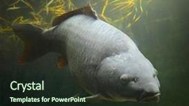  Presentation with fish pond - Slide set consisting of carpio underwater photography from fish background and a wine colored foreground
