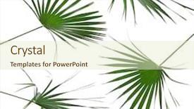  Presentation with palm leaves - Audience pleasing presentation consisting of carpus - collection set of green leaves backdrop and a soft green colored foreground