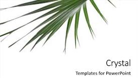  Presentation with palm tree - Cool new slides with carpus - green leaf of palm tree backdrop and a white colored foreground