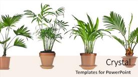  Presentation with palm - Beautiful presentation featuring carpus - livistona rotundifolia howea chrysalidocarpus lutescens backdrop and a lemonade colored foreground