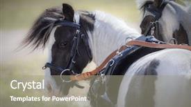  Presentation with horse and carriage isolated - Audience pleasing slides consisting of carriage driving american miniature horses backdrop and a gray colored foreground
