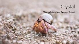  Presentation with crab - PPT theme featuring carribbean - hermit crab walking on stone background and a light gray colored foreground