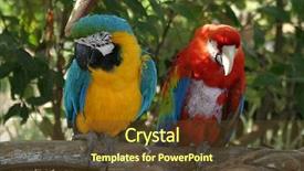  Presentation with parrot - Beautiful presentation design featuring carribbean - parrot couple backdrop and a  colored foreground
