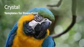  Presentation with parrot - Beautiful theme featuring carribbean - photo of a parrot backdrop and a  colored foreground