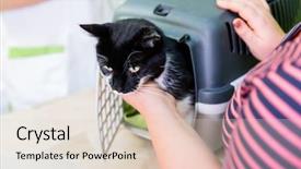  Presentation with vet - PPT layouts having carrier - cat brought by its owner background and a lemonade colored foreground