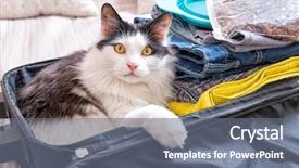 Presentation with pets - PPT layouts with carrier - cat sitting in the suitcase background and a gray colored foreground