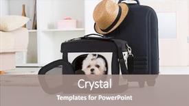  Presentation with bag - Presentation with carrier - small dog maltese sitting background and a gray colored foreground