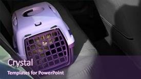  Presentation with car carrier - Slide set consisting of carrier box with cat background and a violet colored foreground